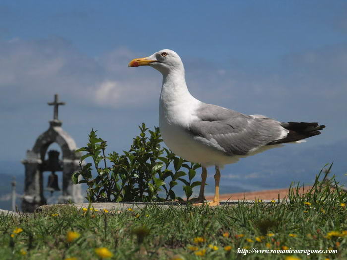 GAVIOTA EN SANTA TEGRA